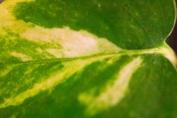 green leaf macro photo