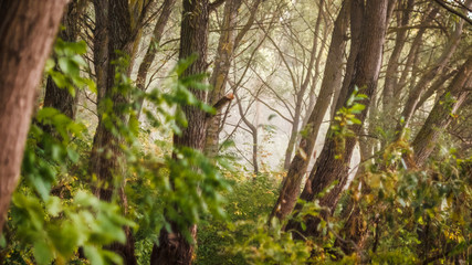 Fairy tale forest at early morning with soft light