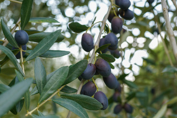 Olive tree full of ripe autumn harvest. Black olives in agriculture, farming production. Olive oil...