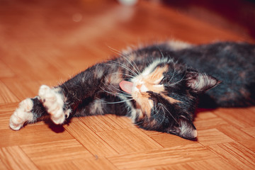 Little three-colored cat lying on the floor. Pet. Kitten. Mammals. Young animal .