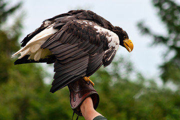 Closeup on White-tailed Eagle