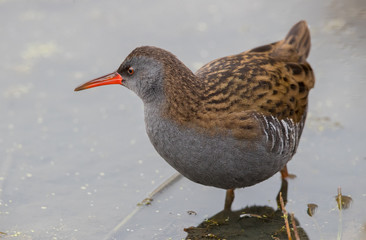 Water Rail Wading