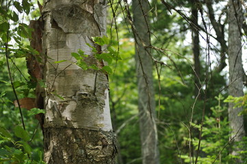 Trunk of an old birtch tree with its tattered bark. 