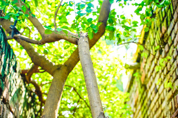 Green plant on house wall compound  