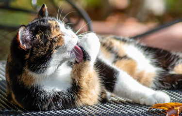 Katze dreifarbig. Katze Julie genießt die Sonne im Winter und putzt sich, sie schleckt sich das fell der Pfoten.