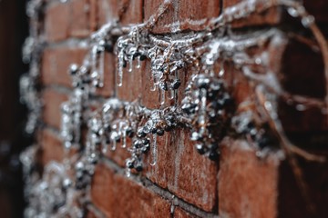 Naklejka na ściany i meble Ice on vines over brick building