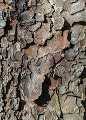 Tree Bark