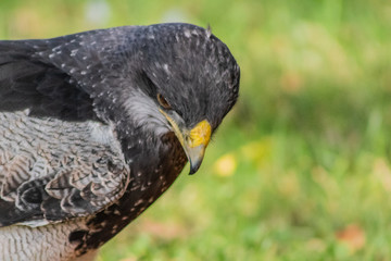 black-breasted eagle resting in his innkeeper