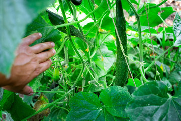 harvest ripe large cucumbers selective focus