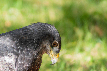 black-breasted eagle resting in his innkeeper