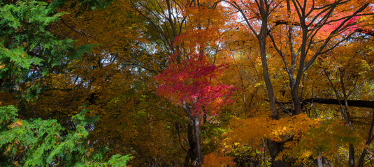 autumn in the forest