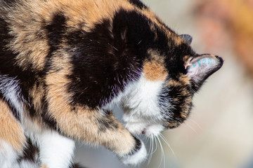 Katze dreifarbig. Katze Julie genießt die Sonne im Winter.