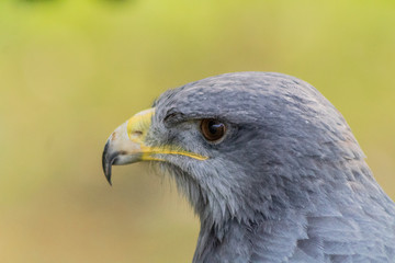 black-breasted eagle resting in his innkeeper