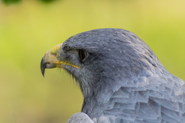 black-breasted eagle resting in his innkeeper