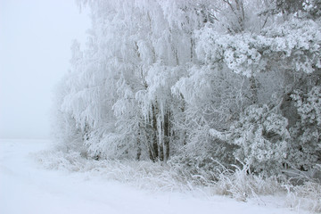The edge of the forest. birches and pines under a thick layer of frost