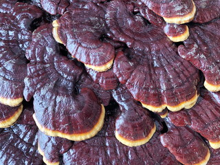 Lingzhi Mushroom Ganoderma Lucidum  background.Top view