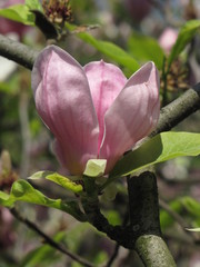 Magnolia bloom