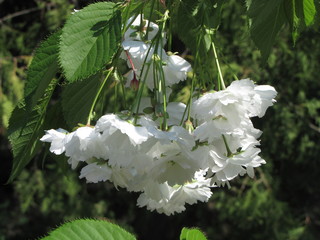 Special kind of cherry blooming.
