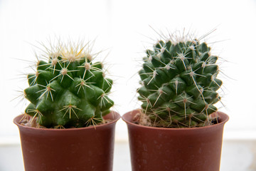  green cactus on a white background