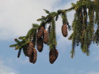 Fir and cones