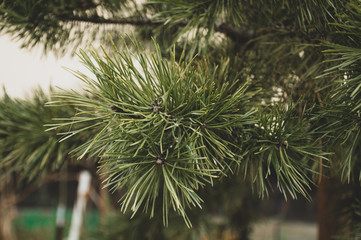  fir-tree branch isolated background  