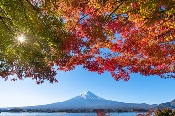 Mount Fuji in Autumn with colorful maple leaves in foreground, Kawaguchiko Lake, Yamanashi Prefecture, Japan