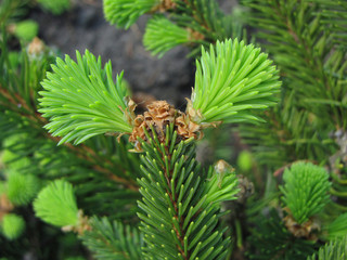 Spruce twigs