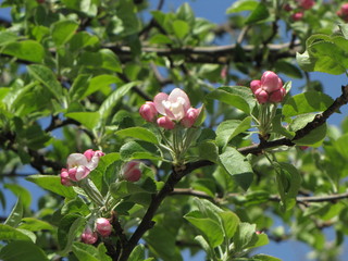 Blooming apple