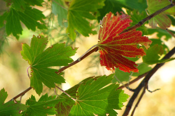 Starting of the autumn