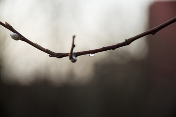 dew drop on the branch of tree