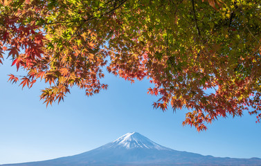 Mount Fuji in Autumn with colorful maple leaves in foreground
