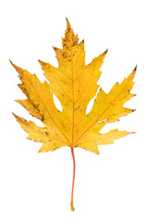 Autumn leave on white isolated background. Colorful dry maple leave ( Sapindaceae leaf ) 