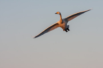 Swan in flight