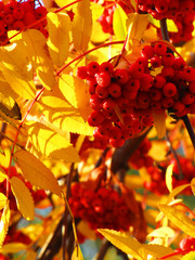 Autumn rowan