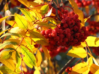 Autumn rowan