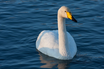 White Swan on the lake