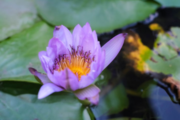 close up true purple water lily in bloom above water With green leaves