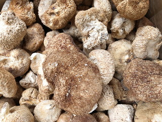 Close up of dried mushrooms top view