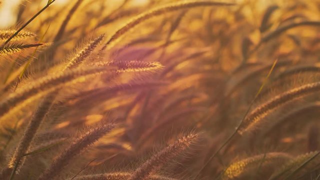 The grass flowers blowing in the wind, vintage style