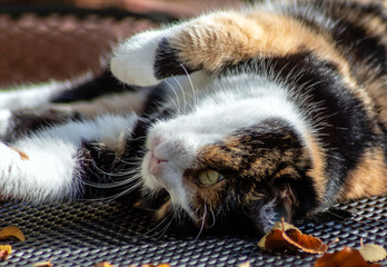 Katze dreifarbig. Katze Julie genießt die Sonne im Winter.