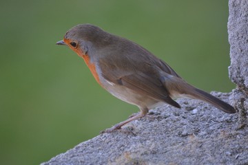 rouge-gorge