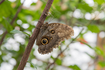 Giant Owl Butterfly on a twig