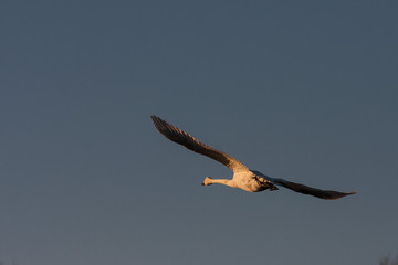 Swan in flight