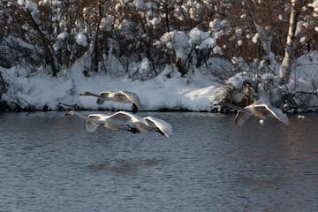 White Swan on the lake