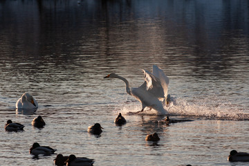 swans on the lake