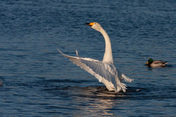 White Swan on the lake