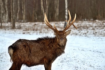Naklejka na ściany i meble Russia, Yaroslavl region, private hunting grounds, Park of wild animals.