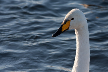 White Swan on the lake