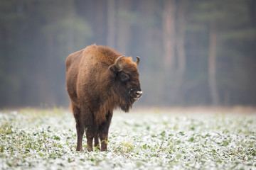 European bison - Bison bonasus in the Knyszyn Forest (Poland) © szczepank