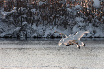 Fototapeta premium Swan in flight